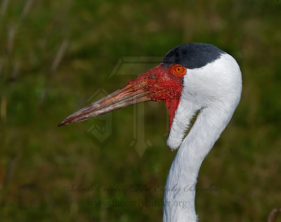 Grus carunculata  WATTLED CRANE 8018948z