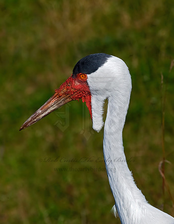 Grus carunculata  WATTLED CRANE 8018952z