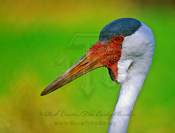 Grus carunculata  WATTLED CRANE 180115z