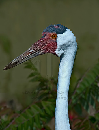 Grus carunculata  WATTLED CRANE 5016232z