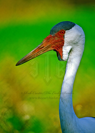 Grus carunculata  WATTLED CRANE 180116z