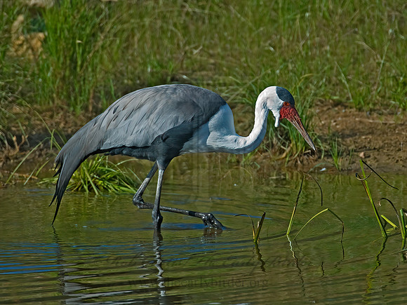 Grus carunculata  WATTLED CRANE 7017123z