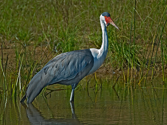 Grus carunculata  WATTLED CRANE 7017126z