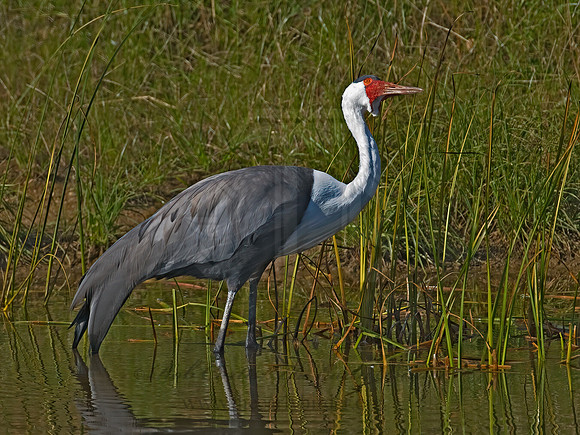 Grus carunculata  WATTLED CRANE 7017128z