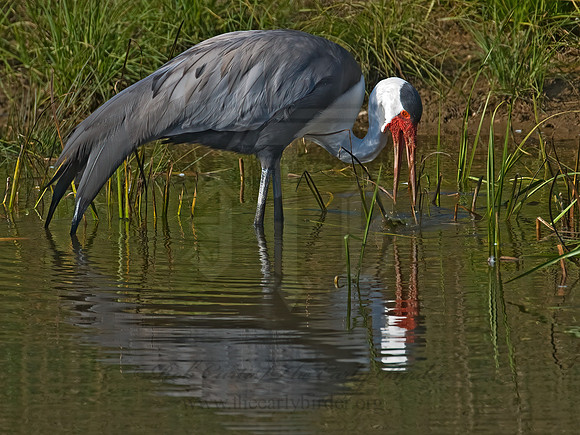 Grus carunculata  WATTLED CRANE 7017130z