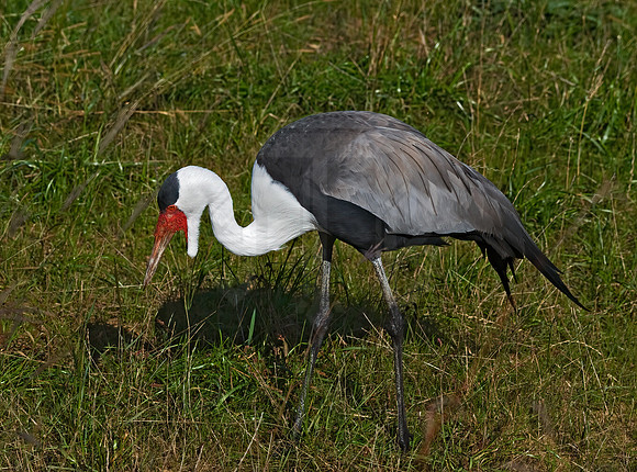 Grus carunculata  WATTLED CRANE 8018955z