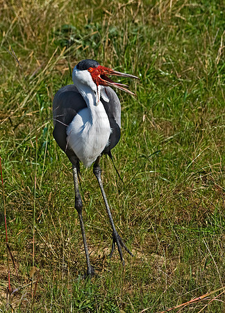 Grus carunculata  WATTLED CRANE 8018961z