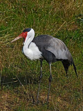 Grus carunculata  WATTLED CRANE 8018958z
