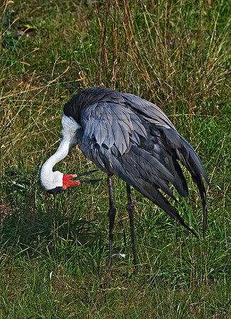 Grus carunculata  WATTLED CRANE 8018967z