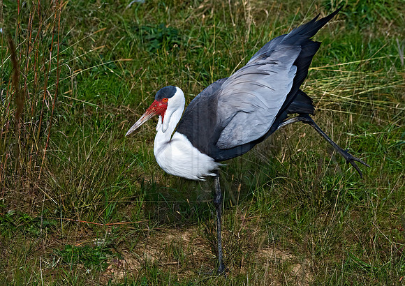 Grus carunculata  WATTLED CRANE 8018968z