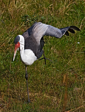 Grus carunculata  WATTLED CRANE 8018971z