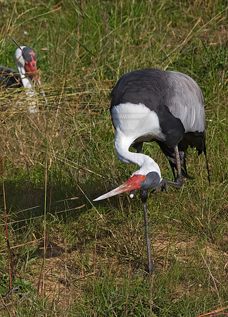 Grus carunculata  WATTLED CRANE 8018973z