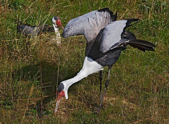 Grus carunculata  WATTLED CRANE 8018975z