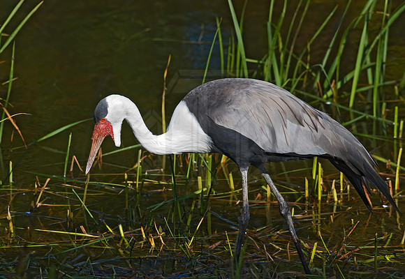 Grus carunculata  WATTLED CRANE 8018989z