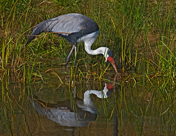 Grus carunculata  WATTLED CRANE 8019004z