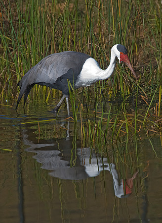 Grus carunculata  WATTLED CRANE 8019005z