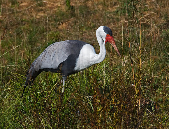 Grus carunculata  WATTLED CRANE 8019007z