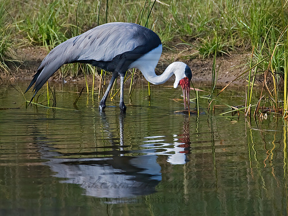 Grus carunculata  WATTLED CRANE 8019011z