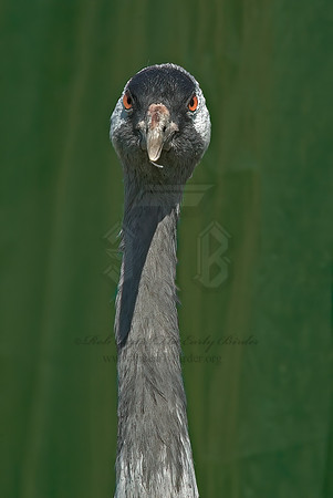 Grus grus  COMMON CRANE 5016226z