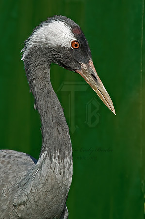 Grus grus  COMMON CRANE 5016229z