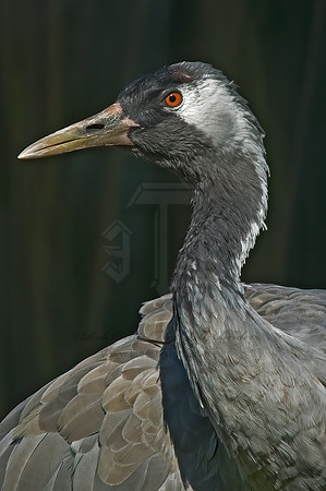 Grus grus  COMMON CRANE 5016221z