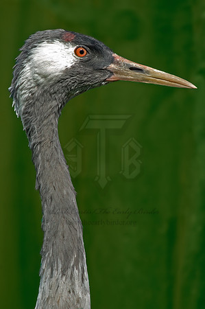 Grus grus  COMMON CRANE 5016212z