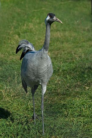 Grus grus  COMMON CRANE 6017405z