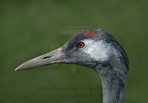 Grus grus  COMMON CRANE 6017615z