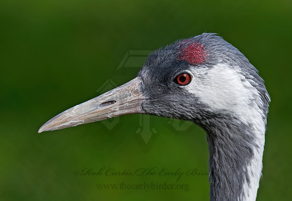 Grus grus  COMMON CRANE 8018795z