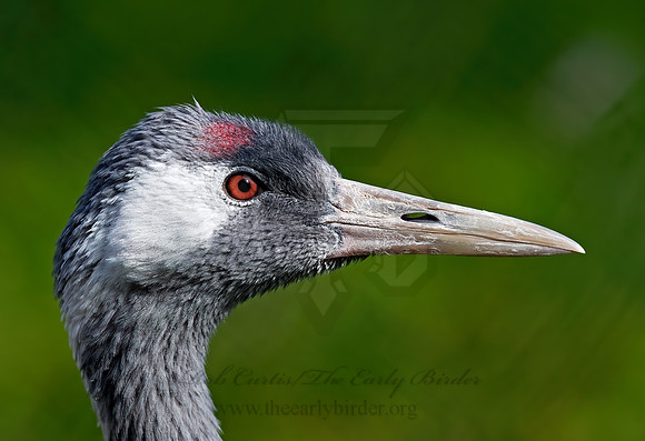 Grus grus  COMMON CRANE 8018794z