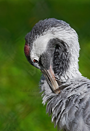 Grus grus  COMMON CRANE 8018796z