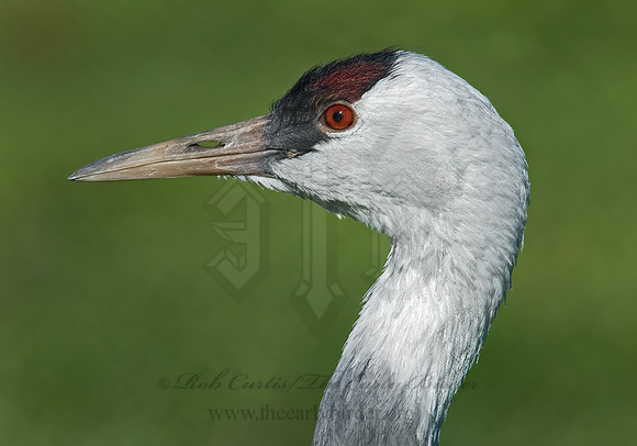 Grus monachus  HOODED CRANE 6017386z