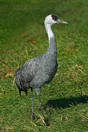 Grus monachus  HOODED CRANE 6017396z