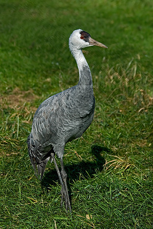 Grus monachus  HOODED CRANE 6017399z