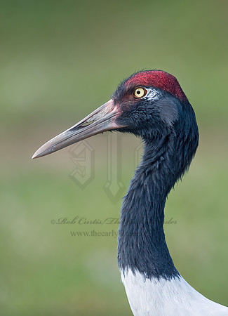 Grus nigricollis  BLACK-NECKED CRANE 8018785z
