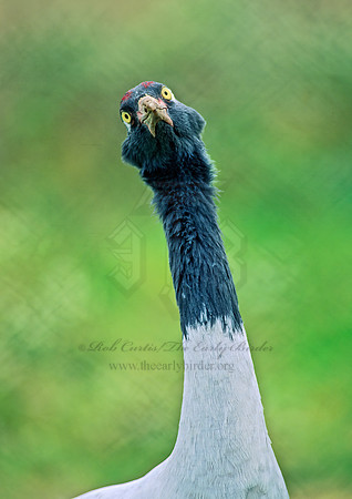 Grus nigricollis  BLACK-NECKED CRANE 137716z