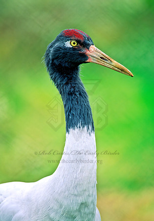 Grus nigricollis  BLACK-NECKED CRANE 137715z