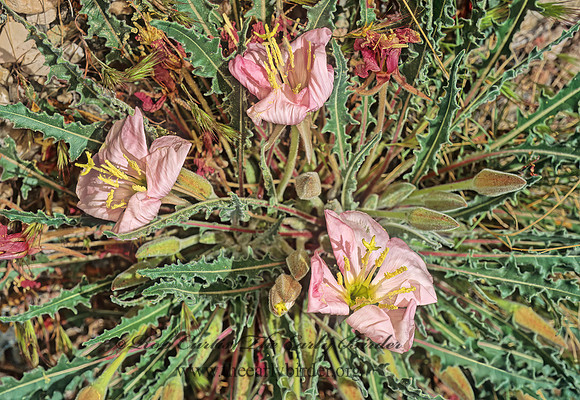 Oenothera caespitosa  TUFTED PRIMROSE 122423z