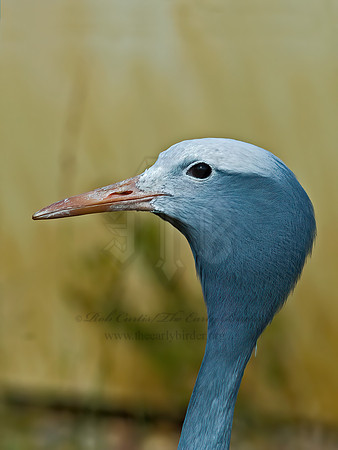Grus paradisea  BLUE CRANE 7017075z