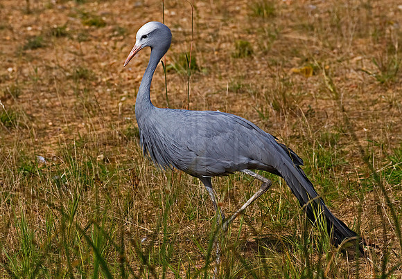 Grus paradisea  BLUE CRANE 8018790z
