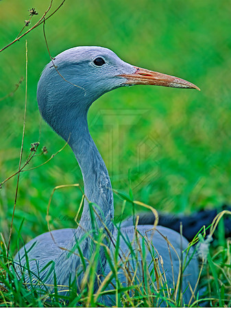 Grus paradisea  BLUE CRANE 137710z