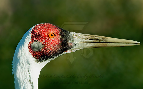 Antigone vipio  WHITE-NAPED CRANE 4003630z