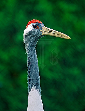 Grus japonicus  RED-CROWNED CRANE 137719z