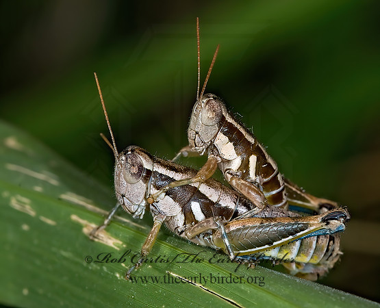 Paraidemona  SPUR-THROATED GRASSHOPPER 6024092z