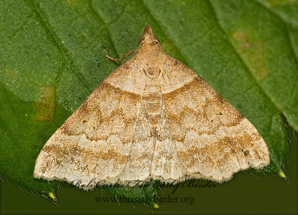 Phalaenophana pyramusalis DARK-BANDED OWLET 8015026z