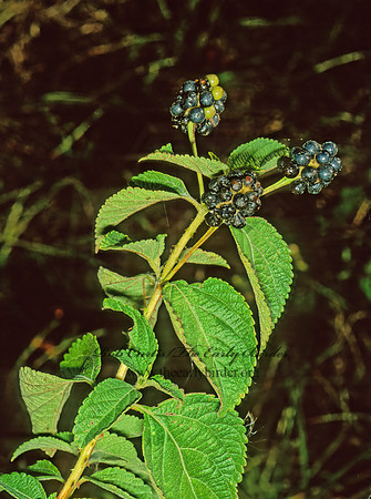 Lantana camara  WEST INDIAN LANTANA 260416z