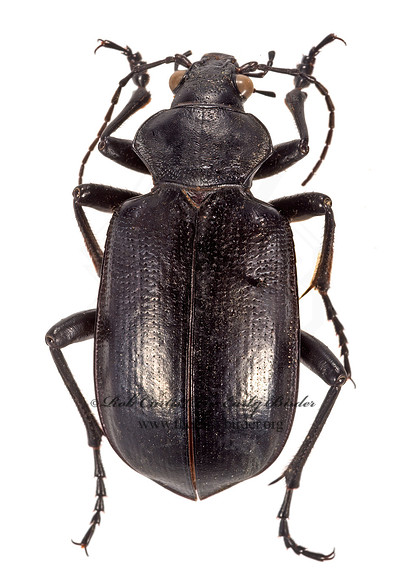 Calosoma prominens 9015870z