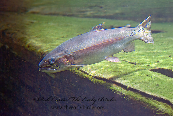 Oncorhynchus mykiss  RAINBOW TROUT 4002644z