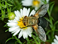Archytas analis complex TACHINID FLY 5015554z