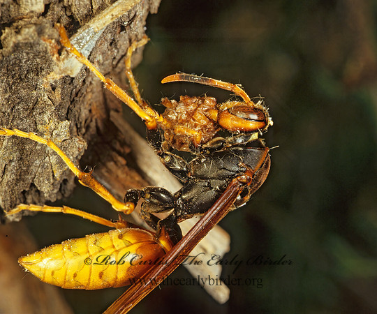 Polistes comanchus 57212-1z